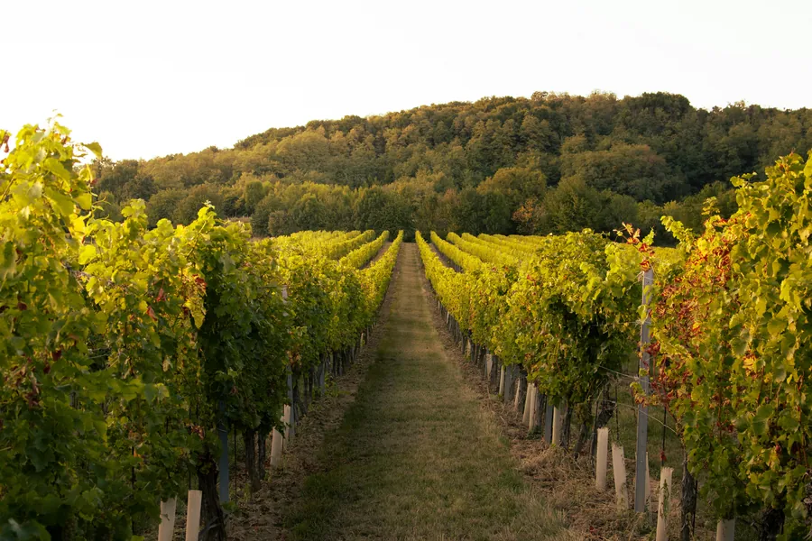 Vineyard rows in the countryside near Subotica at sunset
